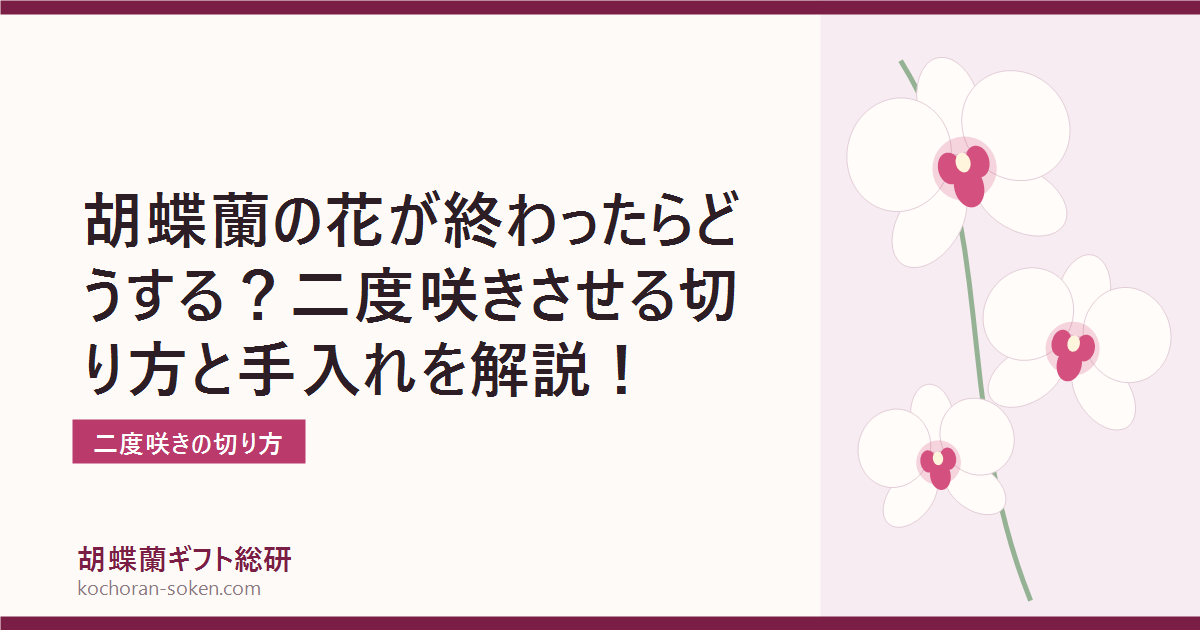 胡蝶蘭の花が終わったら行う切り戻しを解説するイメージ