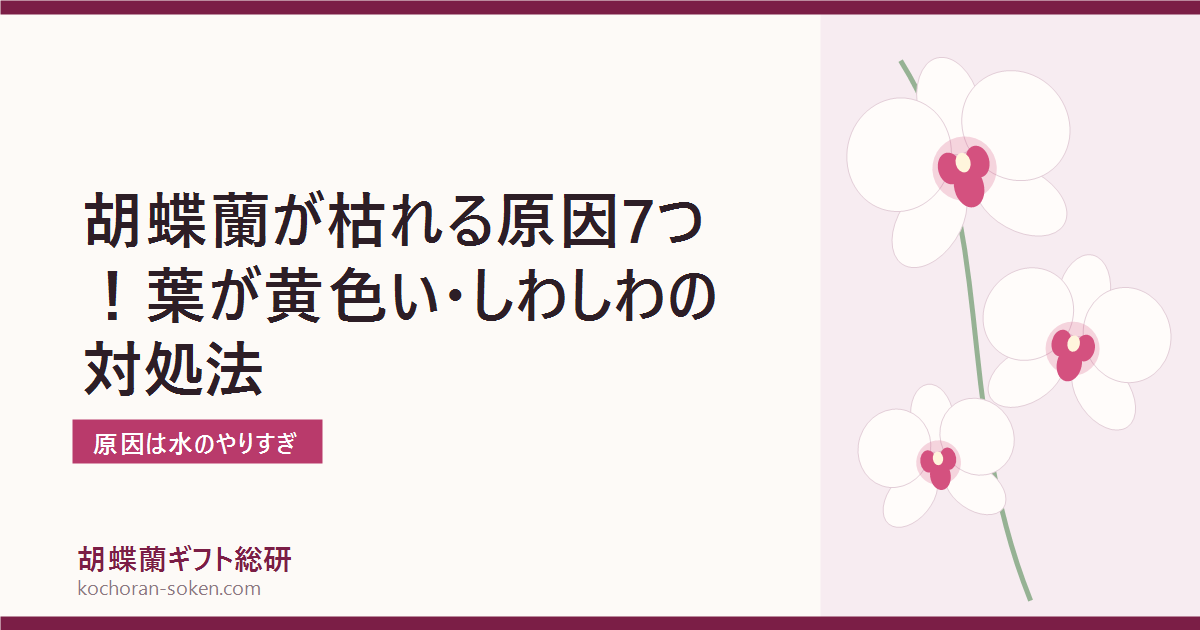 胡蝶蘭が枯れる原因と復活方法を解説するイメージ