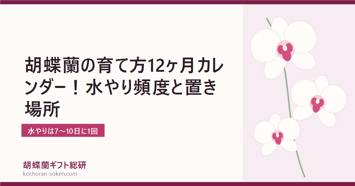 胡蝶蘭の育て方と水やり頻度を解説するイメージ