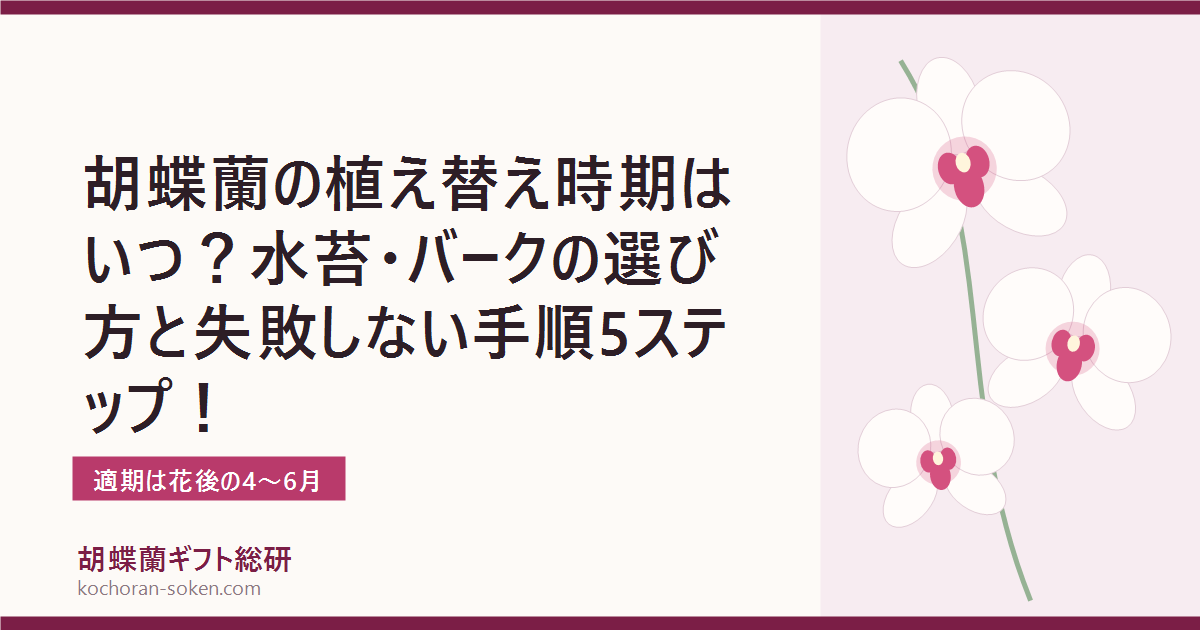 胡蝶蘭の植え替え時期と方法を解説するイメージ